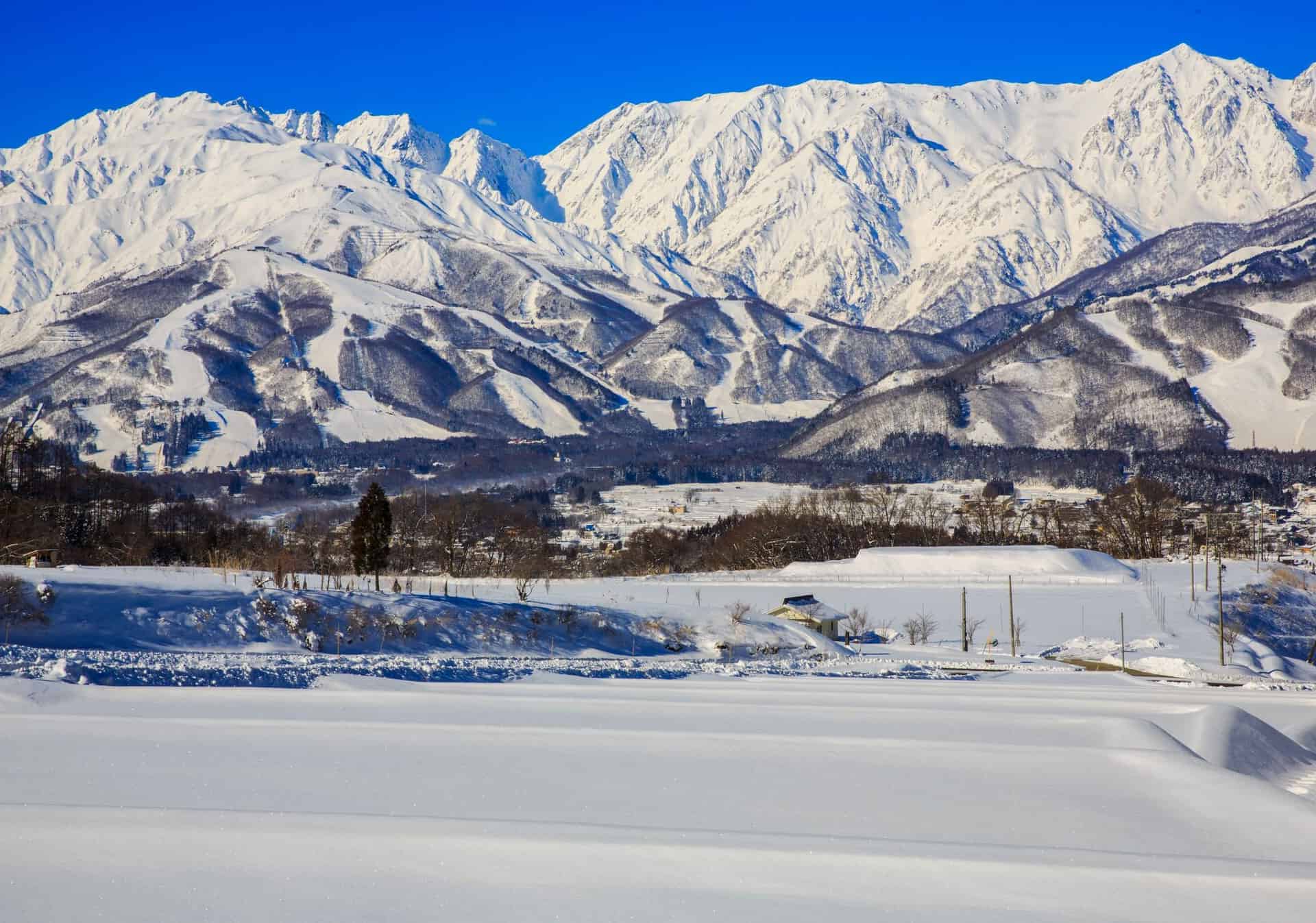 The Ultimate Guide to Japanese Snow Monkeys Hakuba