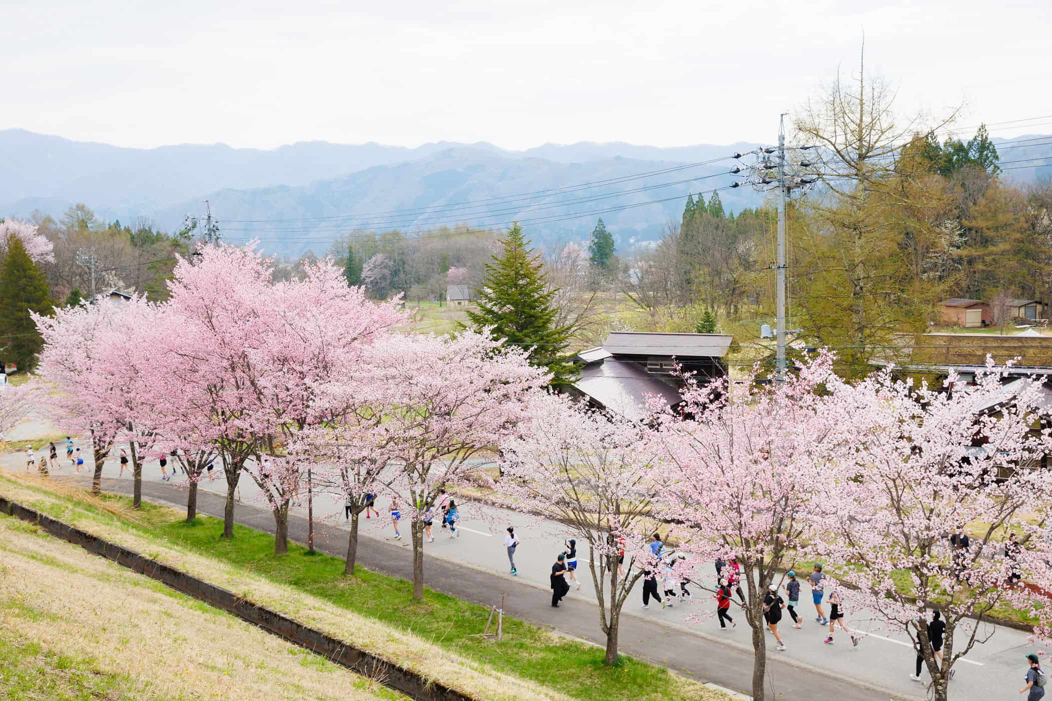 Active picture of participants running in the Marathon with cherry blossom trees in the background