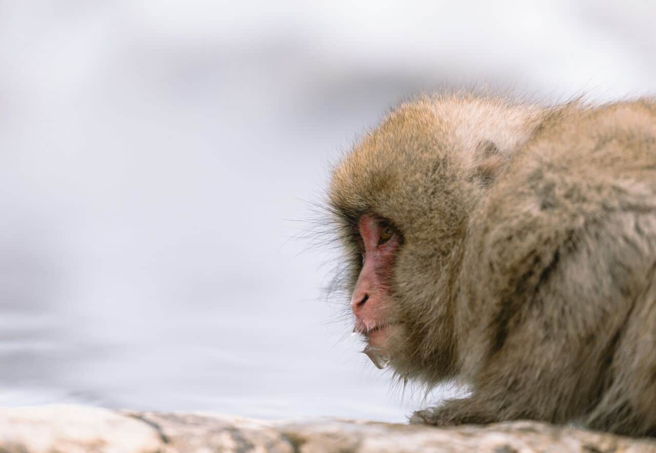 Hakuba Snow Monkey Tour Transportation to the Snow Monkeys