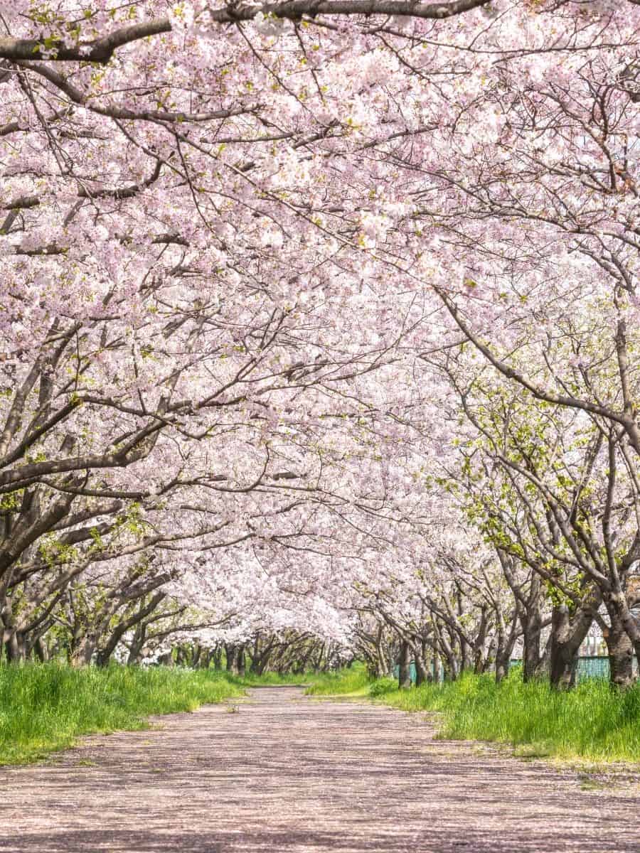 Top Six Places to Experience Cherry Blossoms in Japan - Hakuba