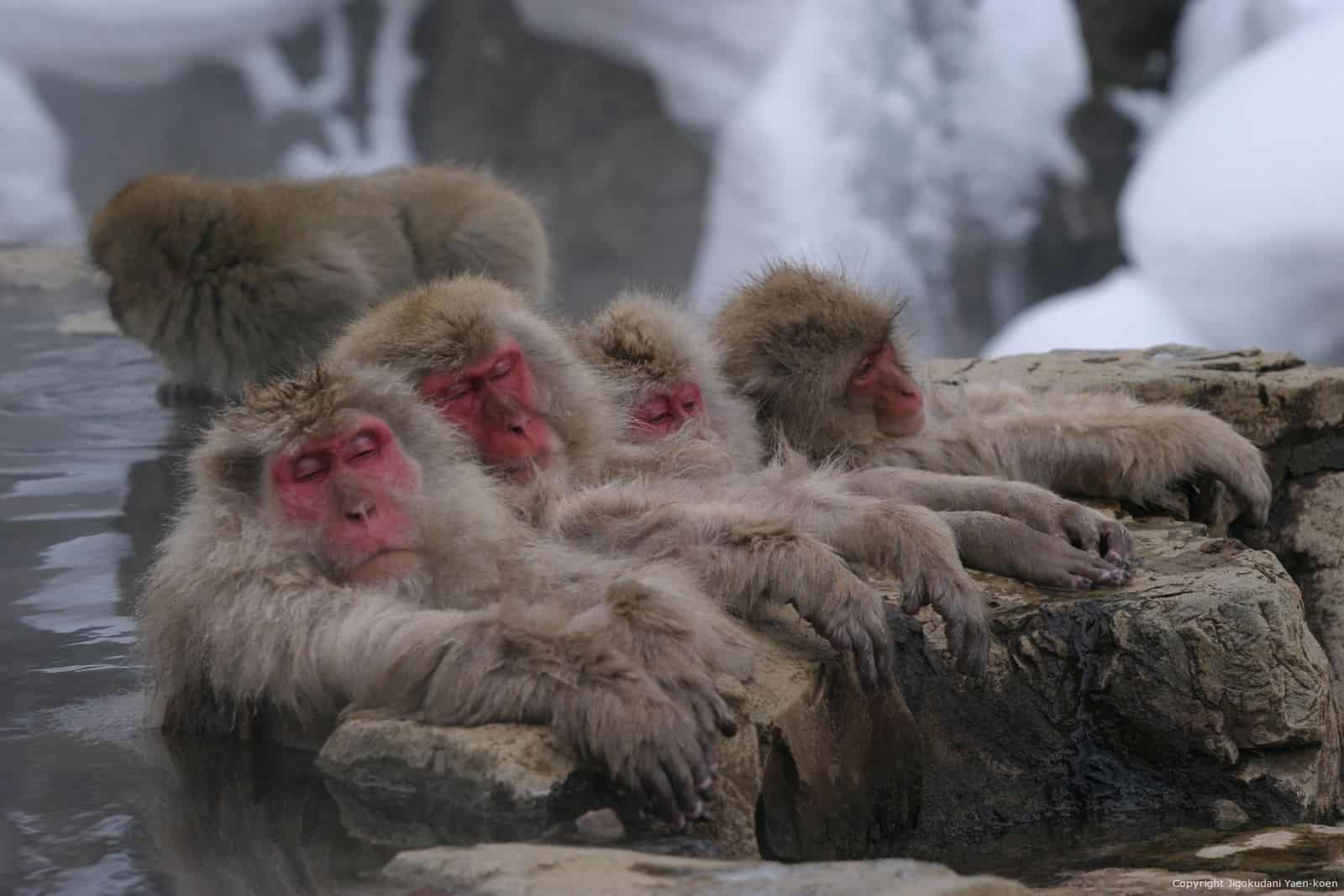 The Ultimate Guide to Japanese Snow Monkeys Hakuba