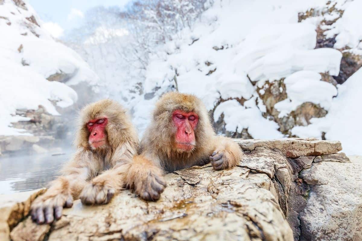 Hakuba Snow Monkey Tour Transportation to the Snow Monkeys