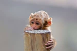 monkey trip
