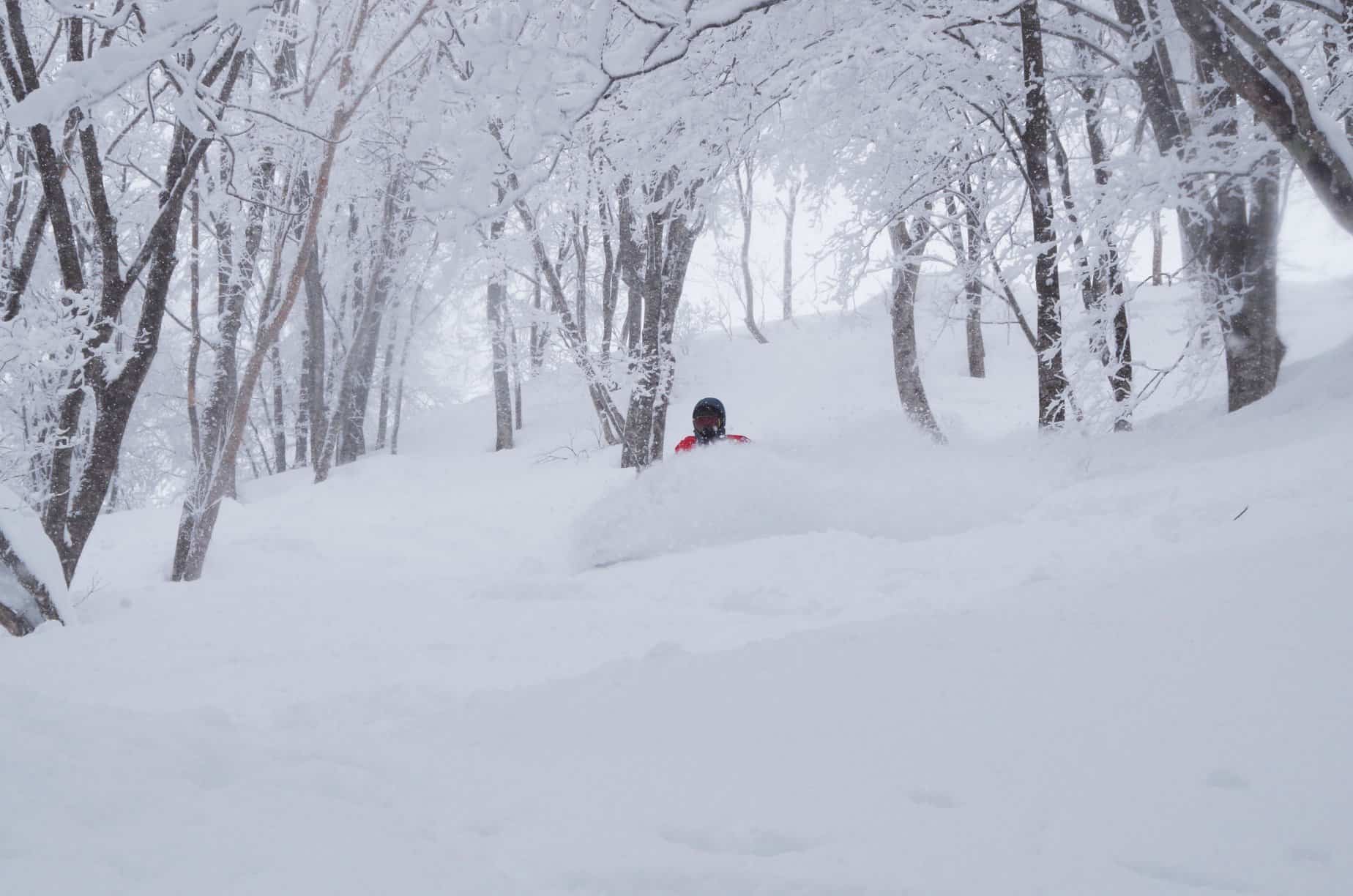Hakuba 47 Tree Riding Zone - Hakuba